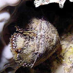 Slipper Lobster in cave - Saipan Grotto Digital Still by Martin Dalsaso 